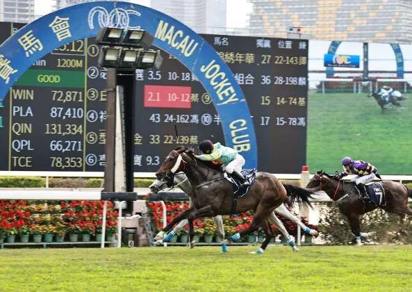 香港全年赛马文化与资料大全，激情交融的独特体验
