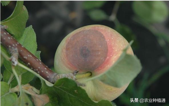 月亮上的小熊 第2页